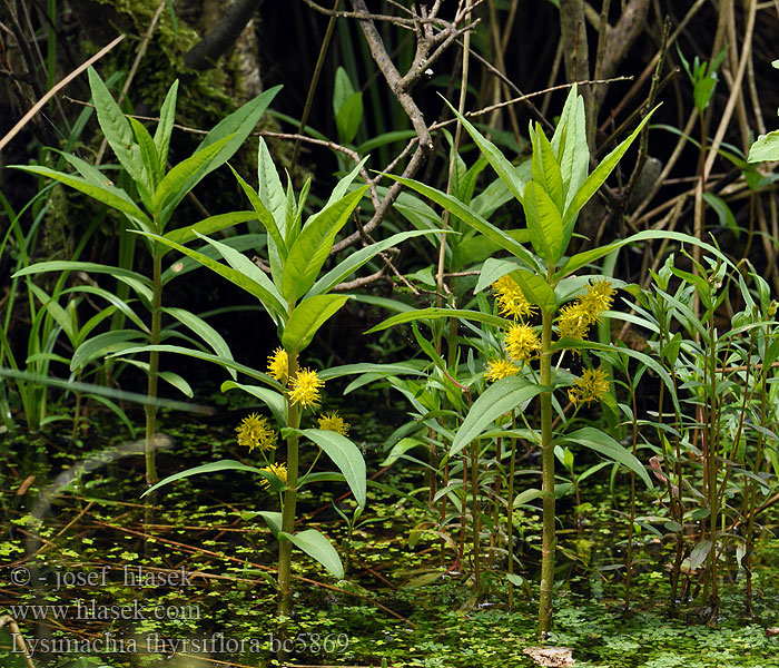 Lysimachia thyrsiflora Bazanovec kytkokvětý Terttualpi Topplösa