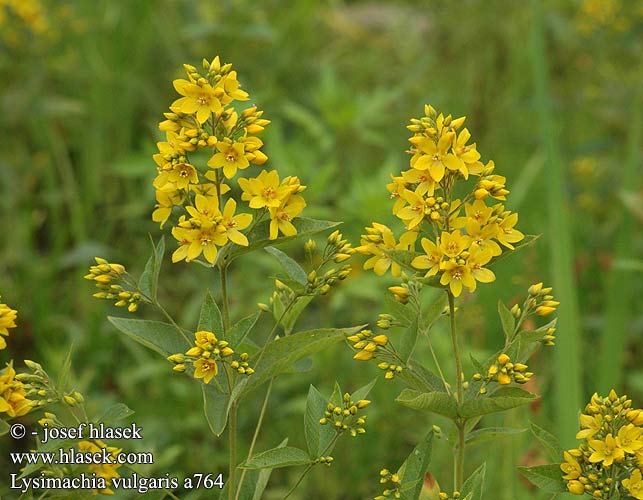 Lysimachia vulgaris Yellow loosestrife Fredlos Ranta-alpi Lysimaque vulgaire