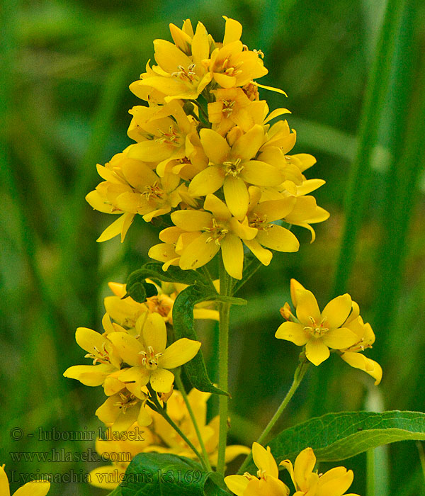 Lysimachia vulgaris Grote wederik Mazza d’oro Közönséges lizinka