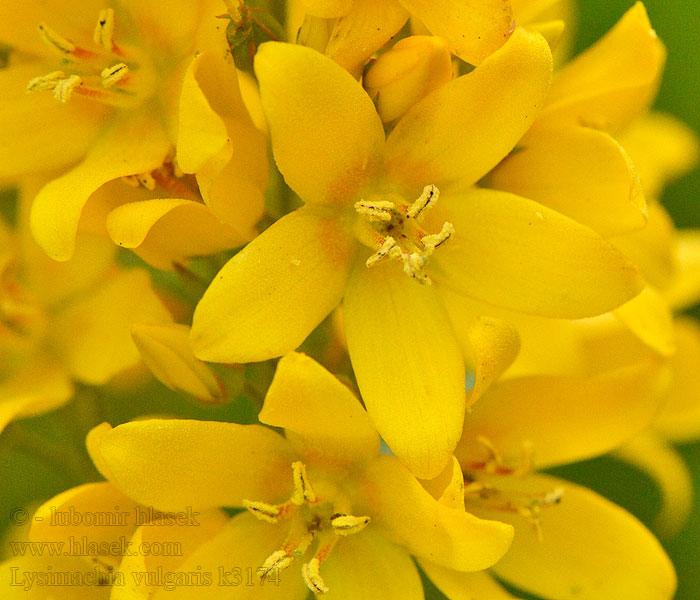 Lysimachia vulgaris Grote wederik Mazza d’oro Vrbina obecná