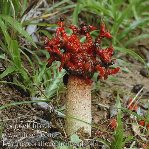 Korallenkopf Lysurus corallocephalus Kalchbrennera