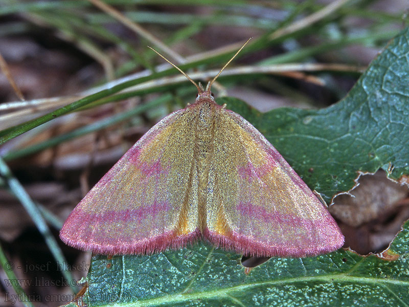 Lythria cruentaria Rudopásník menší Ampfer-Purpurspanner