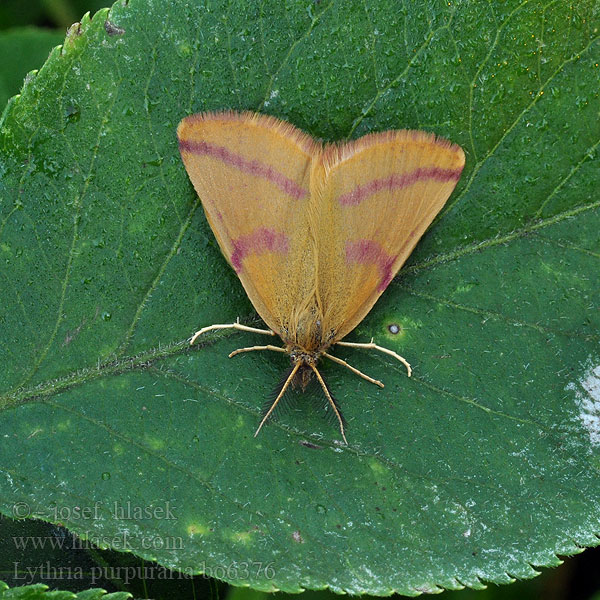 Lythria purpuraria Phalaena purpurata Purple-barred Yellow