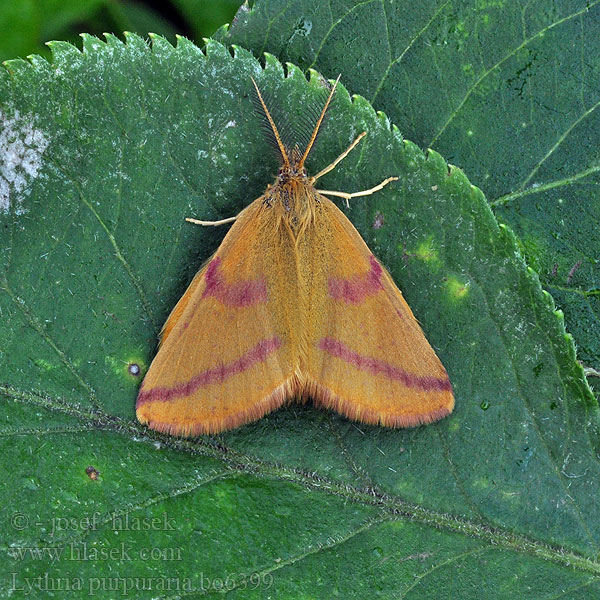 Lythria purpuraria Knöterich-Purpurspanner Rudopásník šťovíkový