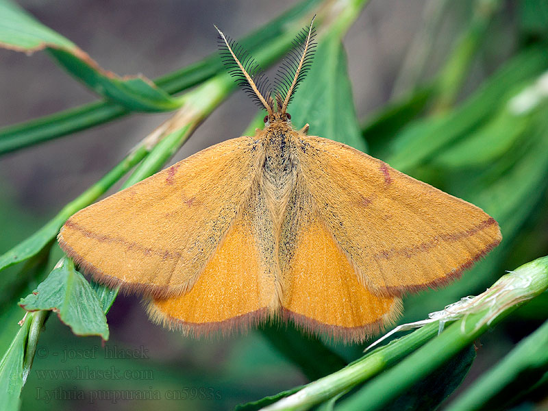 Bíborsávos araszoló Knöterich-Purpurspanner Lythria purpuraria