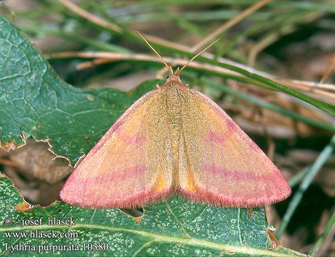 Knöterich-Purpurspanner Piadivka purpurová Rudopásník šťovíkový Ensanglantée Renouées Sudamek purpurek Пяденица пурпурная Lythria purpuraria Phalaena purpurata Purple-barred Yellow Bíborsávos araszoló