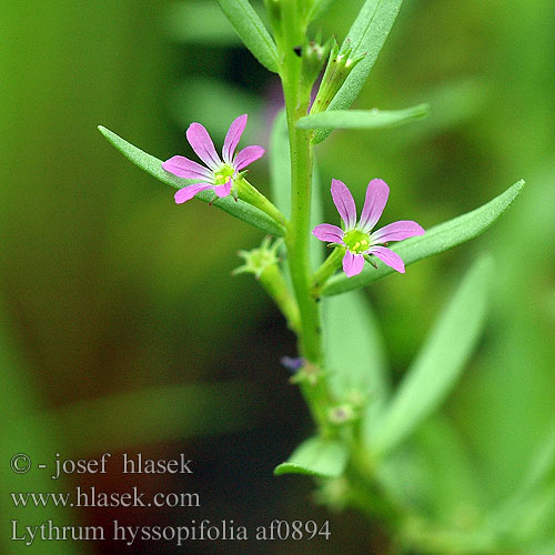 Lythrum hyssopifolia kyprej yzopolistý Salicaire feuilles d'Hysope