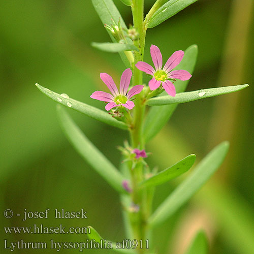 Lythrum hyssopifolia Kleine kattenstaart Salcerella con foglie d'Issopo