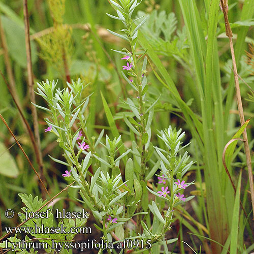 Lythrum hyssopifolia Ysopblättrige Weiderich Ysop-Weiderich