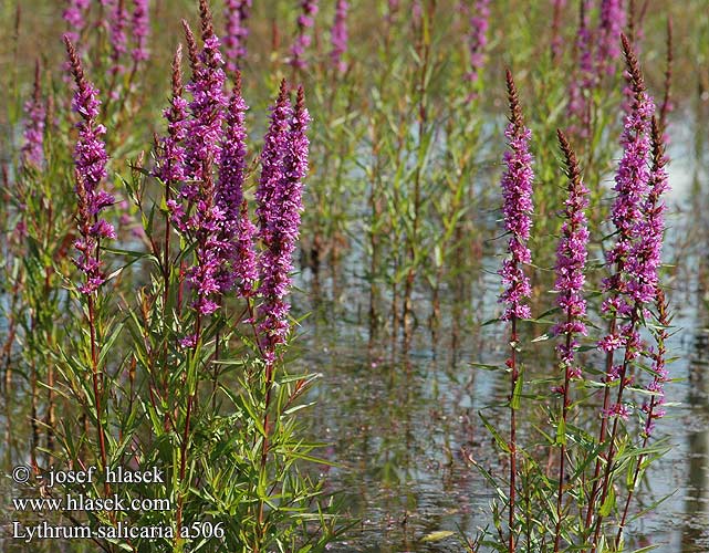 Lythrum salicaria Gemeiner Gewöhnlicher Blutweiderich