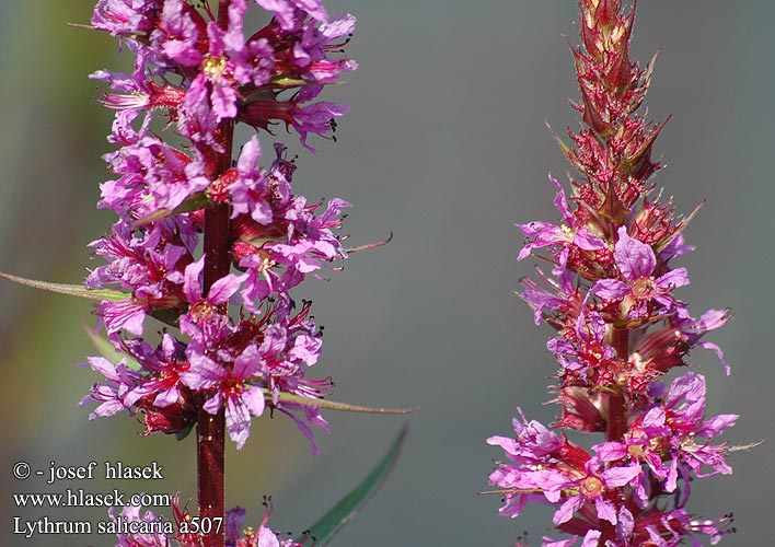 Lythrum salicaria kyprej obecný Arroyuela Fackelblomster