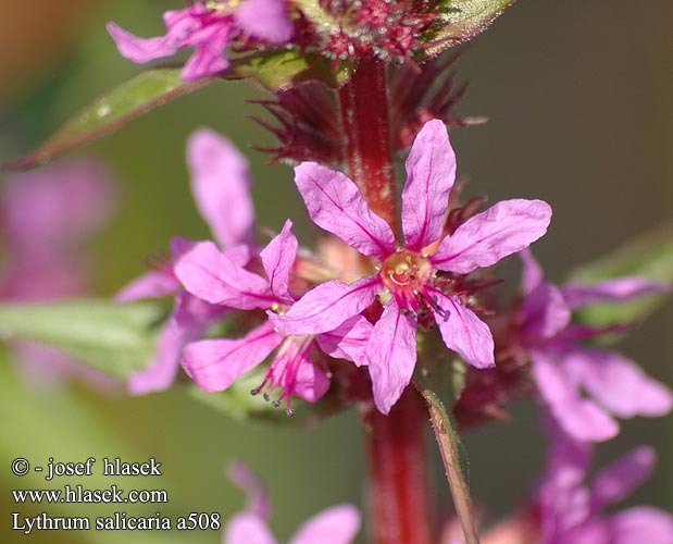 Lythrum salicaria Purple loosestrife Kattehale Rantakukka