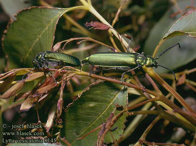 Lytta vesicatoria Eurasian spanishfly Spanish fly Puchýřník lékařský Španělská muška