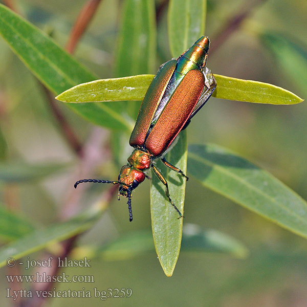 Шпанська мушка Lytta vesicatoria Eurasian spanishfly Spanish fly