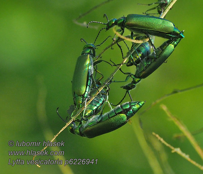 Lytta vesicatoria