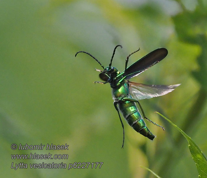 Lytta vesicatoria