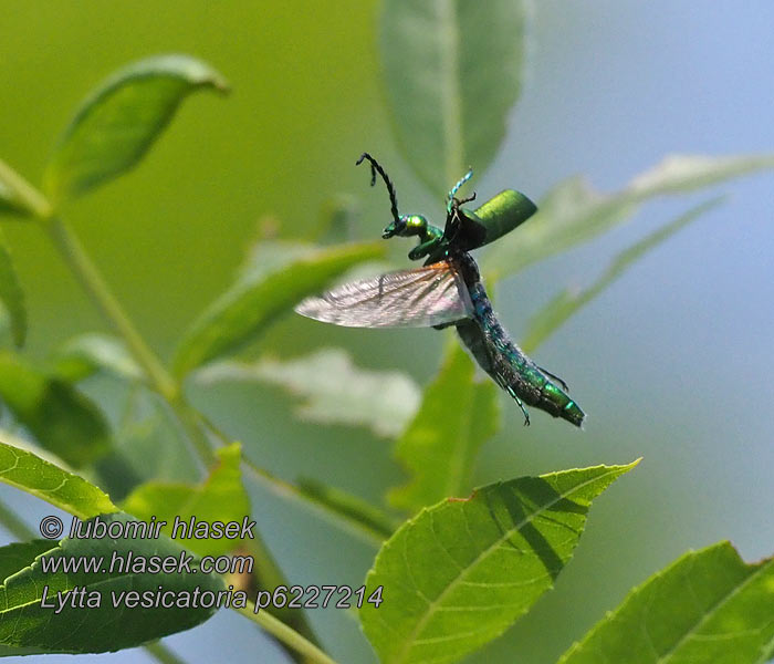 Lytta vesicatoria