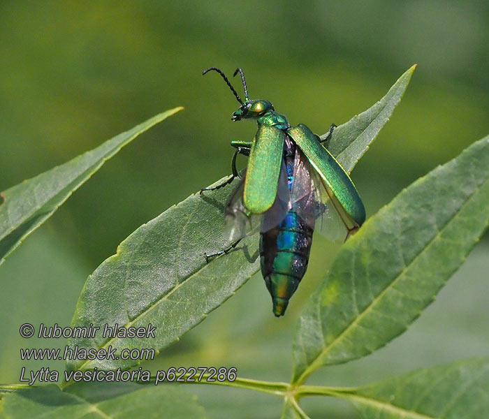 Lytta vesicatoria