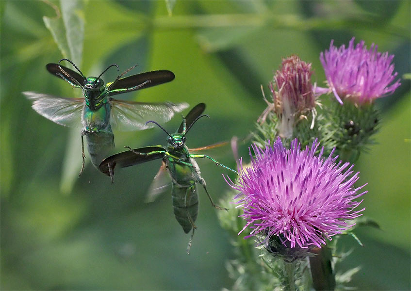 Lytta vesicatoria