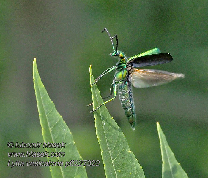 Lytta vesicatoria