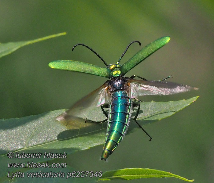 Lytta vesicatoria