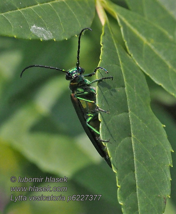 Lytta vesicatoria