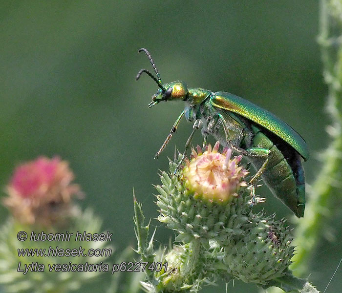 Lytta vesicatoria