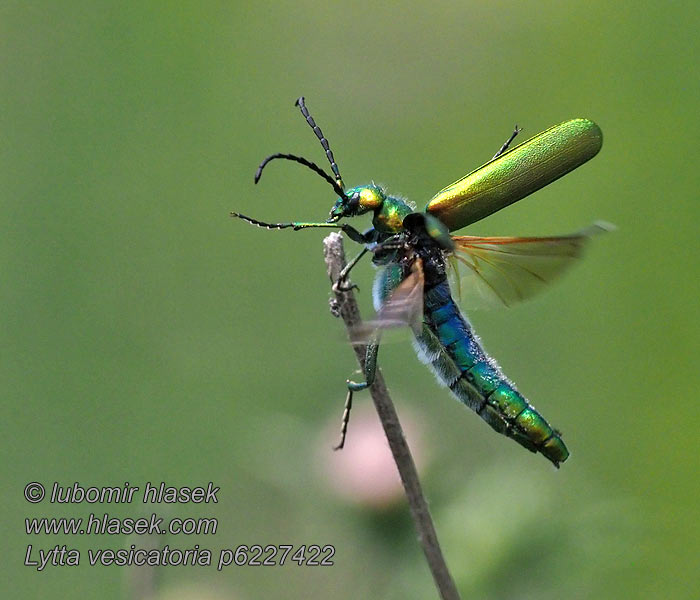 Lytta vesicatoria