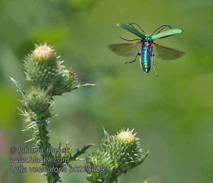 Lytta vesicatoria