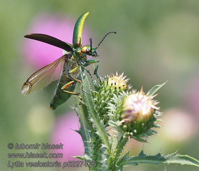 Lytta vesicatoria