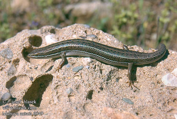 Mabuya aurata Trachylepis aurata Goldmabuye Goldstreifenskink Goldskink Gouden skink Levant Mabuja zlatá Tiknaz kertenkele Mabuja złocista Золотистая мабуя