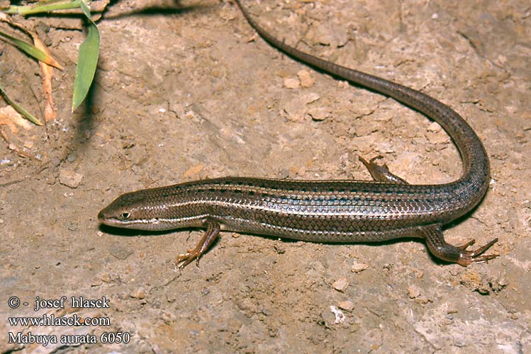 Goldskink Gouden skink Levant Mabuja zlatá Tiknaz kertenkele Mabuja złocista Золотистая мабуя Mabuya aurata Trachylepis aurata Goldmabuye Goldstreifenskink