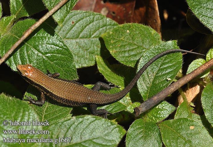 Mabuya macularia Eutropis Bronze Grass Skink Gevlekte skink Kleiner bunter Skink