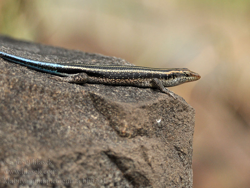 Mabuya quinquetaeniata Trachylepis Mabuja pětipruhá