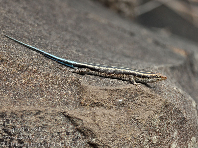 Blue Tailed Skink Rainbow Mabuya Five-lined Blauwstaartskink