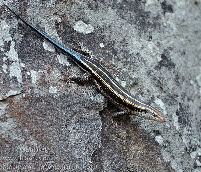 Blauschwanzskink Mabuja tęczowa Мабуя голубохвостая