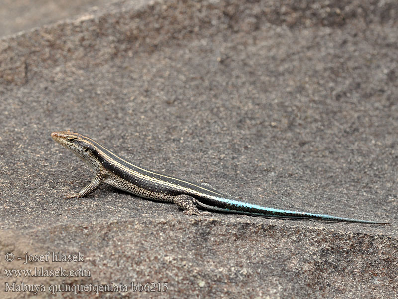 Mabuja pětipruhá Blue Tailed Skink Rainbow Mabuya Five-lined