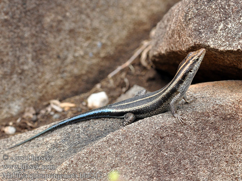 Blauwstaartskink Blauschwanzskink Mabuja tęczowa