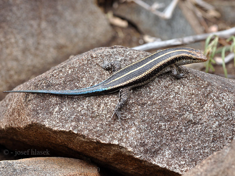 Mabuya quinquetaeniata Trachylepis Mabuja tęczowa