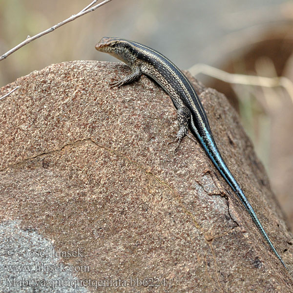 Mabuya quinquetaeniata Trachylepis Мабуя голубохвостая