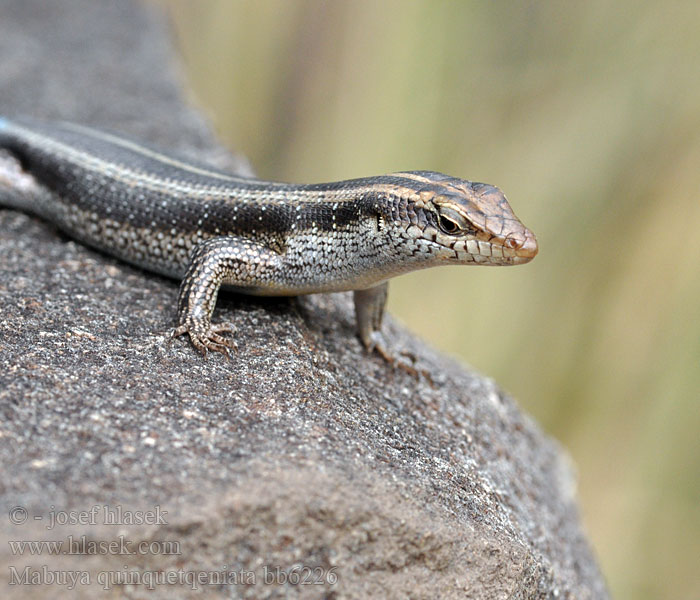 Mabuya quinquetaeniata Trachylepis Blue Tailed Skink