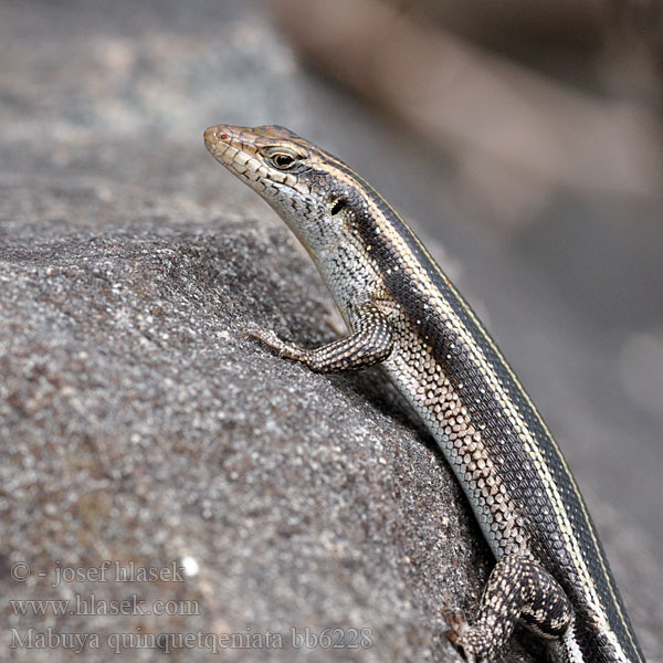 Mabuya quinquetaeniata Trachylepis Blauwstaartskink