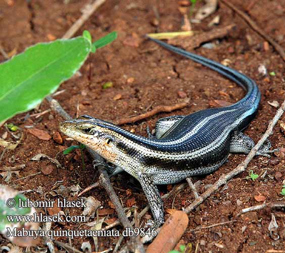 Mabuya quinquetaeniata Trachylepis Blauschwanzskink