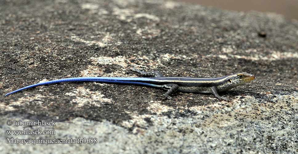 Mabuya Trachylepis quinquetaeniata Blauschwanzskink