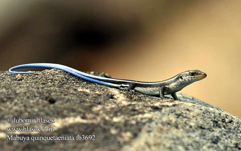 Trachylepis quinquetaeniata Mabuya Blauwstaartskink