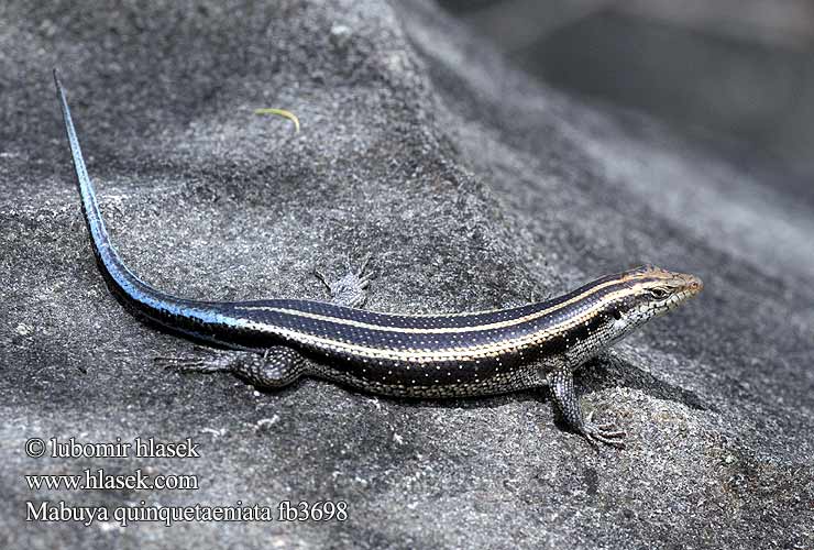 Trachylepis quinquetaeniata Mabuya Blue Tailed Skink