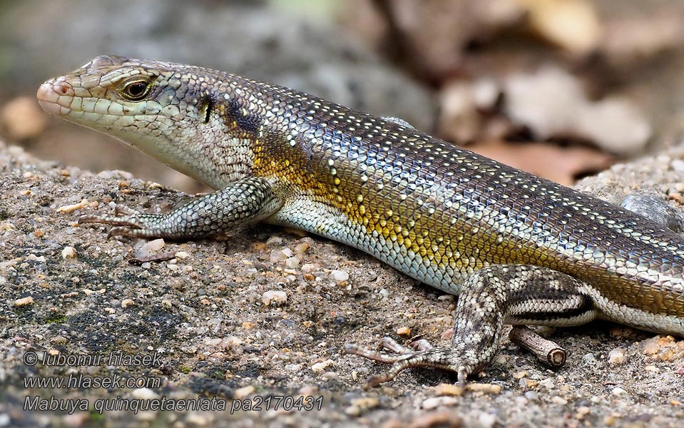 Blue Tailed Skink Rainbow Mabuya Five-lined Mabuya quinquetaeniata