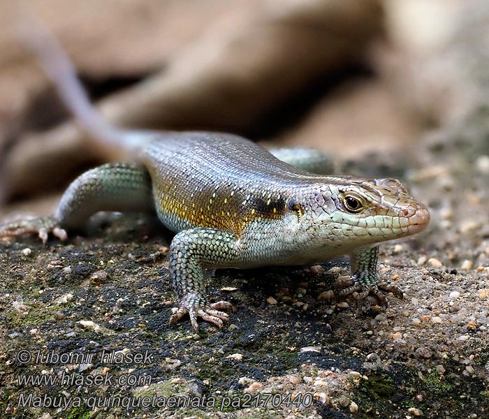 Blauwstaartskink Mabuya quinquetaeniata