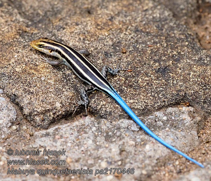 Blauschwanzskink Mabuya quinquetaeniata