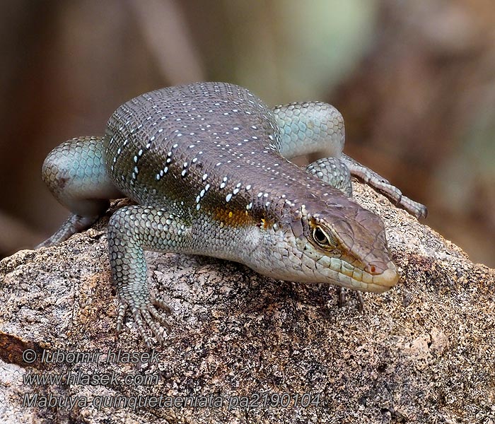 Mabuya quinquetaeniata